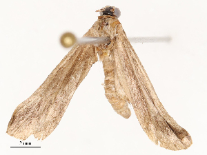  ( - CBG-B04783-F10)  @11 [ ] CreativeCommons - Attribution Share - Alike (2025) CBG Photography Group Centre for Biodiversity Genomics