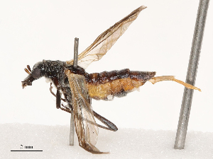  (Oedemera flavipennis - CBG-B04785-E12)  @11 [ ] CreativeCommons - Attribution Share - Alike (2025) CBG Photography Group Centre for Biodiversity Genomics