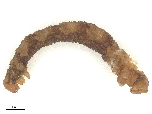  ( - CBG-B04785-H10)  @11 [ ] CreativeCommons - Attribution Share - Alike (2025) CBG Photography Group Centre for Biodiversity Genomics