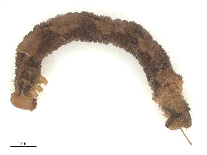  ( - CBG-B04785-H11)  @11 [ ] CreativeCommons - Attribution Share - Alike (2025) CBG Photography Group Centre for Biodiversity Genomics