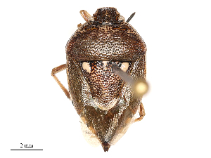  (Stagonomus amoenus - CBG-B04787-A05)  @11 [ ] CreativeCommons - Attribution Share - Alike (2025) CBG Photography Group Centre for Biodiversity Genomics