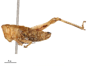  ( - CBG-B04787-A09)  @11 [ ] CreativeCommons - Attribution Share - Alike (2025) CBG Photography Group Centre for Biodiversity Genomics