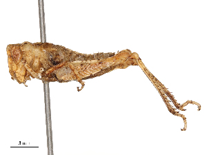  ( - CBG-B04787-A10)  @11 [ ] CreativeCommons - Attribution Share - Alike (2025) CBG Photography Group Centre for Biodiversity Genomics