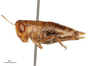  ( - CBG-B04787-A11)  @11 [ ] CreativeCommons - Attribution Share - Alike (2025) CBG Photography Group Centre for Biodiversity Genomics