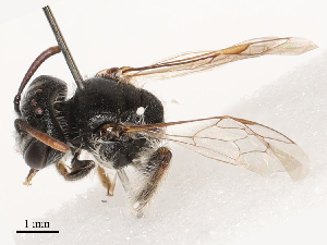  (Andrena paganettina - CBG-B04787-B01)  @11 [ ] CreativeCommons - Attribution Share - Alike (2025) CBG Photography Group Centre for Biodiversity Genomics