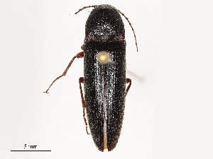  ( - CBG-B04787-C01)  @11 [ ] CreativeCommons - Attribution Share - Alike (2025) CBG Photography Group Centre for Biodiversity Genomics