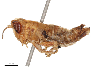  ( - CBG-B04787-H02)  @11 [ ] CreativeCommons - Attribution Share - Alike (2025) CBG Photography Group Centre for Biodiversity Genomics