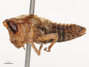  ( - CBG-B04787-H05)  @11 [ ] CreativeCommons - Attribution Share - Alike (2025) CBG Photography Group Centre for Biodiversity Genomics