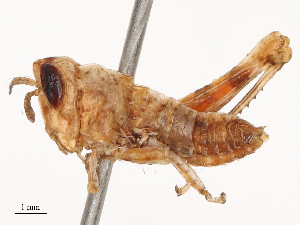  ( - CBG-B04787-H06)  @11 [ ] CreativeCommons - Attribution Share - Alike (2025) CBG Photography Group Centre for Biodiversity Genomics