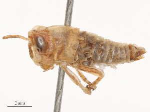  ( - CBG-B04787-H08)  @11 [ ] CreativeCommons - Attribution Share - Alike (2025) CBG Photography Group Centre for Biodiversity Genomics