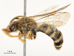  ( - CBG-B04790-B09)  @11 [ ] CreativeCommons - Attribution Share - Alike (2025) CBG Photography Group Centre for Biodiversity Genomics