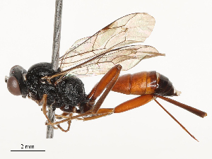  ( - CBG-B04790-B12)  @11 [ ] CreativeCommons - Attribution Share - Alike (2025) CBG Photography Group Centre for Biodiversity Genomics