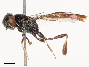  ( - CBG-B04790-E01)  @11 [ ] CreativeCommons - Attribution Share - Alike (2025) CBG Photography Group Centre for Biodiversity Genomics