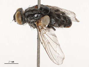  ( - CBG-B04790-H04)  @11 [ ] CreativeCommons - Attribution Share - Alike (2025) CBG Photography Group Centre for Biodiversity Genomics