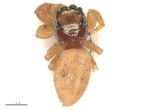  ( - CBG-B04790-H07)  @11 [ ] CreativeCommons - Attribution Share - Alike (2025) CBG Photography Group Centre for Biodiversity Genomics