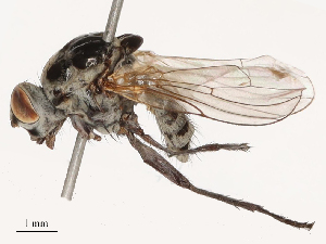  ( - CBG-B04807-A08)  @11 [ ] CreativeCommons - Attribution Share - Alike (2025) CBG Photography Group Centre for Biodiversity Genomics