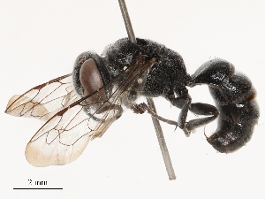  ( - CBG-B04807-B02)  @11 [ ] CreativeCommons - Attribution Share - Alike (2025) CBG Photography Group Centre for Biodiversity Genomics