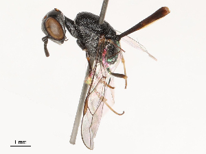  ( - CBG-B04807-B03)  @11 [ ] CreativeCommons - Attribution Share - Alike (2025) CBG Photography Group Centre for Biodiversity Genomics