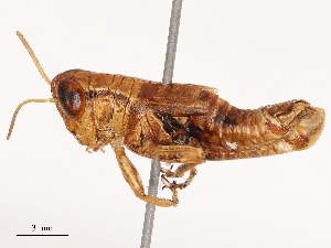  (Pezotettix anatolica - CBG-B04807-E05)  @11 [ ] CreativeCommons - Attribution Share - Alike (2025) CBG Photography Group Centre for Biodiversity Genomics