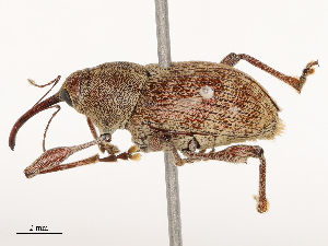  ( - CBG-B04807-E09)  @11 [ ] CreativeCommons - Attribution Share - Alike (2025) CBG Photography Group Centre for Biodiversity Genomics