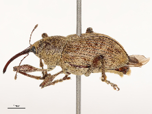  ( - CBG-B04807-E10)  @11 [ ] CreativeCommons - Attribution Share - Alike (2025) CBG Photography Group Centre for Biodiversity Genomics