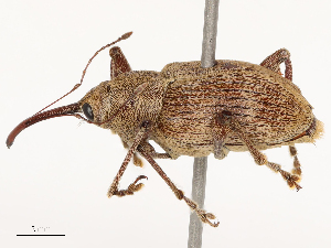  ( - CBG-B04807-E11)  @11 [ ] CreativeCommons - Attribution Share - Alike (2025) CBG Photography Group Centre for Biodiversity Genomics