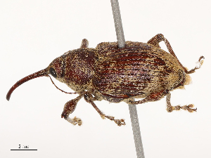  ( - CBG-B04807-E12)  @11 [ ] CreativeCommons - Attribution Share - Alike (2025) CBG Photography Group Centre for Biodiversity Genomics