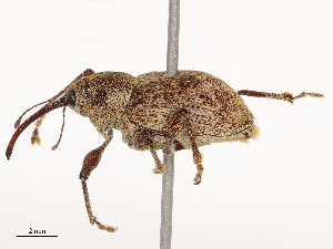  ( - CBG-B04807-F03)  @11 [ ] CreativeCommons - Attribution Share - Alike (2025) CBG Photography Group Centre for Biodiversity Genomics