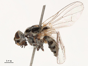  ( - CBG-B04807-F12)  @11 [ ] CreativeCommons - Attribution Share - Alike (2025) CBG Photography Group Centre for Biodiversity Genomics