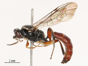  ( - CBG-B04807-H03)  @11 [ ] CreativeCommons - Attribution Share - Alike (2025) CBG Photography Group Centre for Biodiversity Genomics