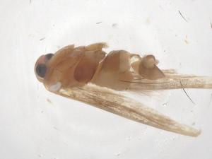  ( - CBG-B04821-C01)  @11 [ ] CreativeCommons - Attribution Share - Alike (2025) Centre for Biodiversity Genomics Centre for Biodiversity Genomics