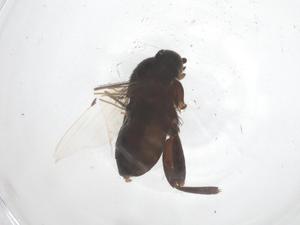  ( - CBG-B04821-E01)  @11 [ ] CreativeCommons - Attribution Share - Alike (2025) Centre for Biodiversity Genomics Centre for Biodiversity Genomics