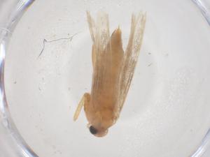  ( - CBG-B04821-G05)  @11 [ ] CreativeCommons - Attribution Share - Alike (2025) Centre for Biodiversity Genomics Centre for Biodiversity Genomics