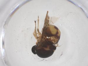  ( - CBG-B04821-G06)  @11 [ ] CreativeCommons - Attribution Share - Alike (2025) Centre for Biodiversity Genomics Centre for Biodiversity Genomics