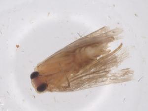  ( - CBG-B04822-D06)  @11 [ ] CreativeCommons - Attribution Share - Alike (2025) Centre for Biodiversity Genomics Centre for Biodiversity Genomics