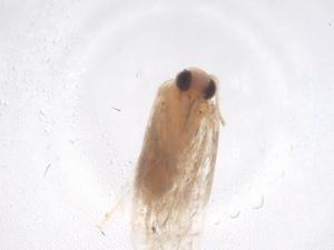  ( - CBG-B04822-F12)  @11 [ ] CreativeCommons - Attribution Share - Alike (2025) Centre for Biodiversity Genomics Centre for Biodiversity Genomics