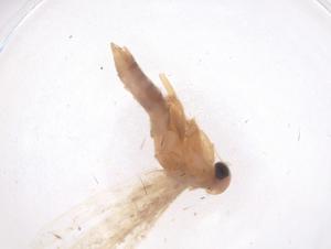  ( - CBG-B04822-G01)  @11 [ ] CreativeCommons - Attribution Share - Alike (2025) Centre for Biodiversity Genomics Centre for Biodiversity Genomics