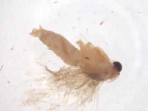  ( - CBG-B04822-H05)  @11 [ ] CreativeCommons - Attribution Share - Alike (2025) Centre for Biodiversity Genomics Centre for Biodiversity Genomics