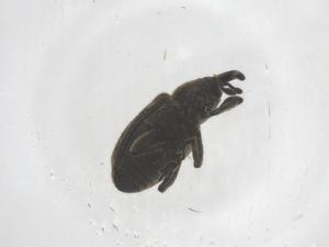  ( - CBG-B04823-A02)  @11 [ ] CreativeCommons - Attribution Share - Alike (2025) Centre for Biodiversity Genomics Centre for Biodiversity Genomics