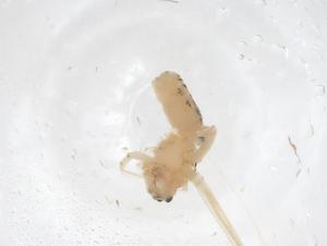  (Linyphia mimonti - CBG-B04823-G12)  @11 [ ] CreativeCommons - Attribution Share - Alike (2025) Centre for Biodiversity Genomics Centre for Biodiversity Genomics