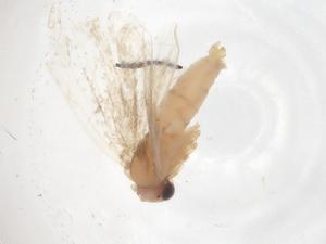  ( - CBG-B04823-H04)  @11 [ ] CreativeCommons - Attribution Share - Alike (2025) Centre for Biodiversity Genomics Centre for Biodiversity Genomics