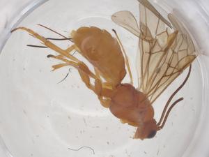  ( - CBG-B04901-A07)  @11 [ ] CreativeCommons - Attribution Share - Alike (2025) Centre for Biodiversity Genomics Centre for Biodiversity Genomics