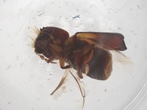  ( - CBG-B04928-A01)  @11 [ ] CreativeCommons - Attribution Share - Alike (2025) Centre for Biodiversity Genomics Centre for Biodiversity Genomics