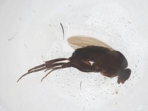  ( - CBG-B04928-A12)  @11 [ ] CreativeCommons - Attribution Share - Alike (2025) Centre for Biodiversity Genomics Centre for Biodiversity Genomics