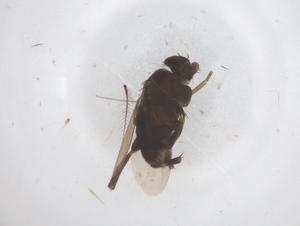  ( - CBG-B04928-B09)  @11 [ ] CreativeCommons - Attribution Share - Alike (2025) Centre for Biodiversity Genomics Centre for Biodiversity Genomics