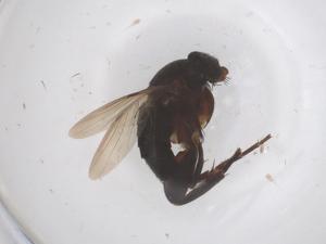  ( - CBG-B04928-D07)  @11 [ ] CreativeCommons - Attribution Share - Alike (2025) Centre for Biodiversity Genomics Centre for Biodiversity Genomics