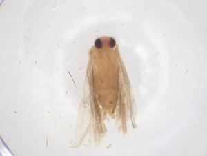  ( - CBG-B04928-G09)  @11 [ ] CreativeCommons - Attribution Share - Alike (2025) Centre for Biodiversity Genomics Centre for Biodiversity Genomics