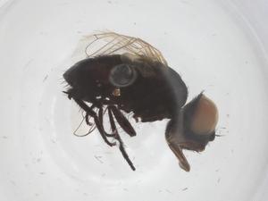  ( - CBG-B22028-A09)  @11 [ ] CreativeCommons - Attribution Share - Alike (2025) Centre for Biodiversity Genomics Centre for Biodiversity Genomics