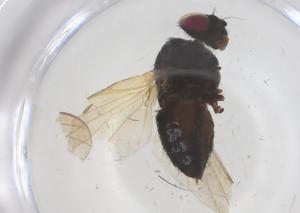  ( - CBG-B22028-D02)  @11 [ ] CreativeCommons - Attribution Share - Alike (2025) Centre for Biodiversity Genomics Centre for Biodiversity Genomics