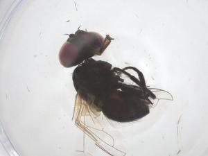  ( - CBG-B22028-E01)  @11 [ ] CreativeCommons - Attribution Share - Alike (2025) Centre for Biodiversity Genomics Centre for Biodiversity Genomics